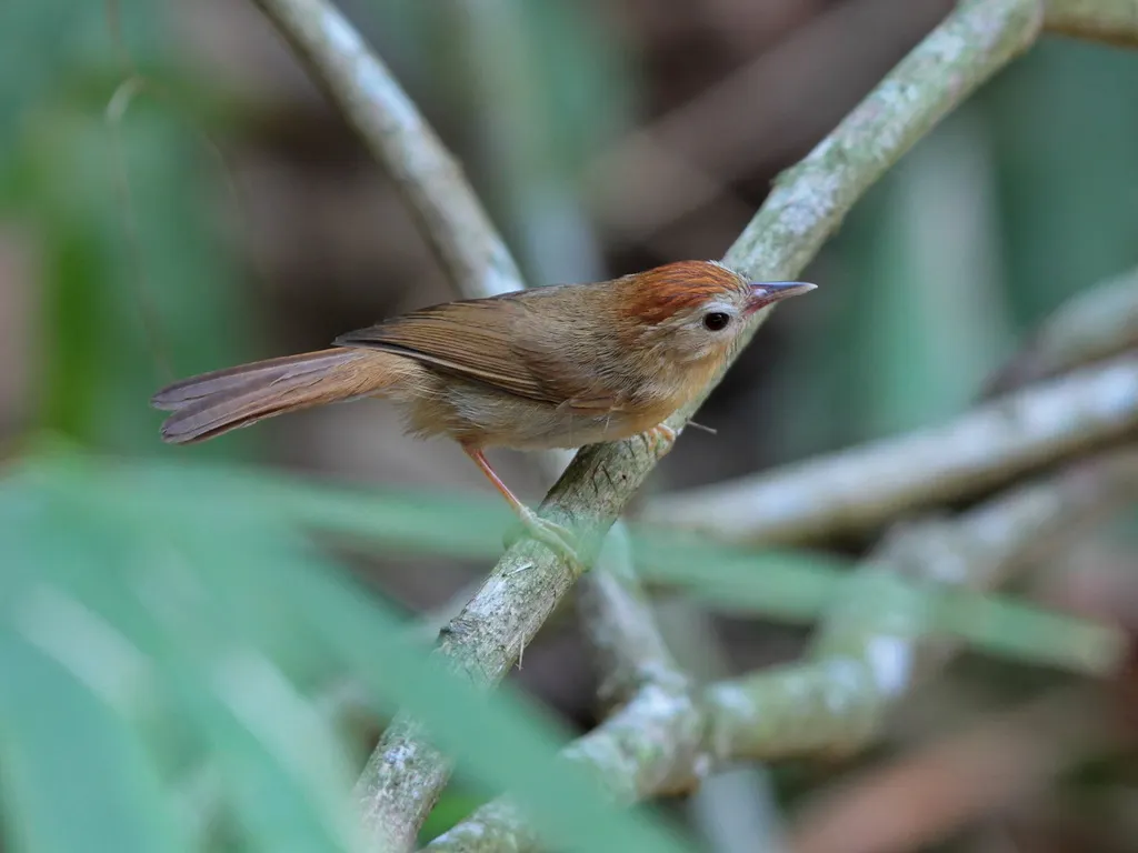 红额穗鹛(Cyanoderma rufifrons)