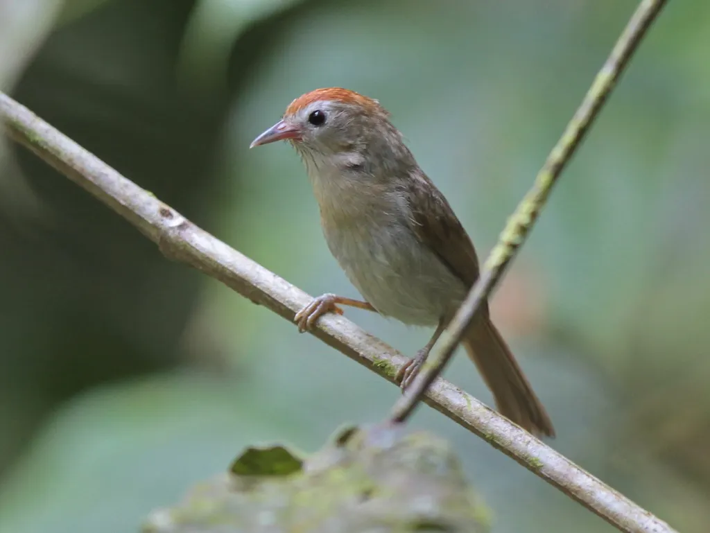 红额穗鹛(Cyanoderma rufifrons)