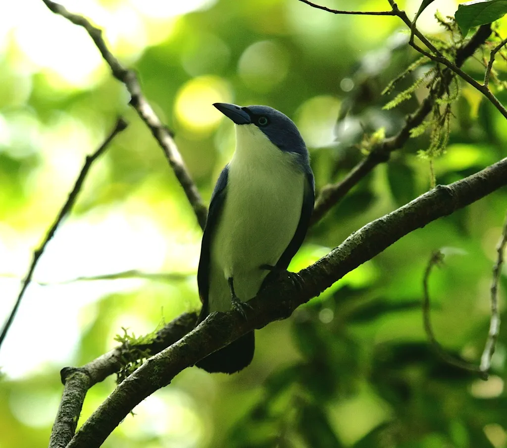 科摩罗蓝钩嘴鵙(Cyanolanius comorensis)