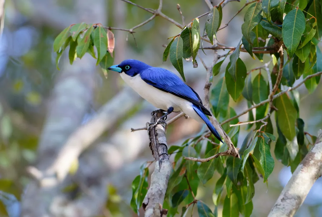 蓝钩嘴鵙(Cyanolanius madagascarinus)