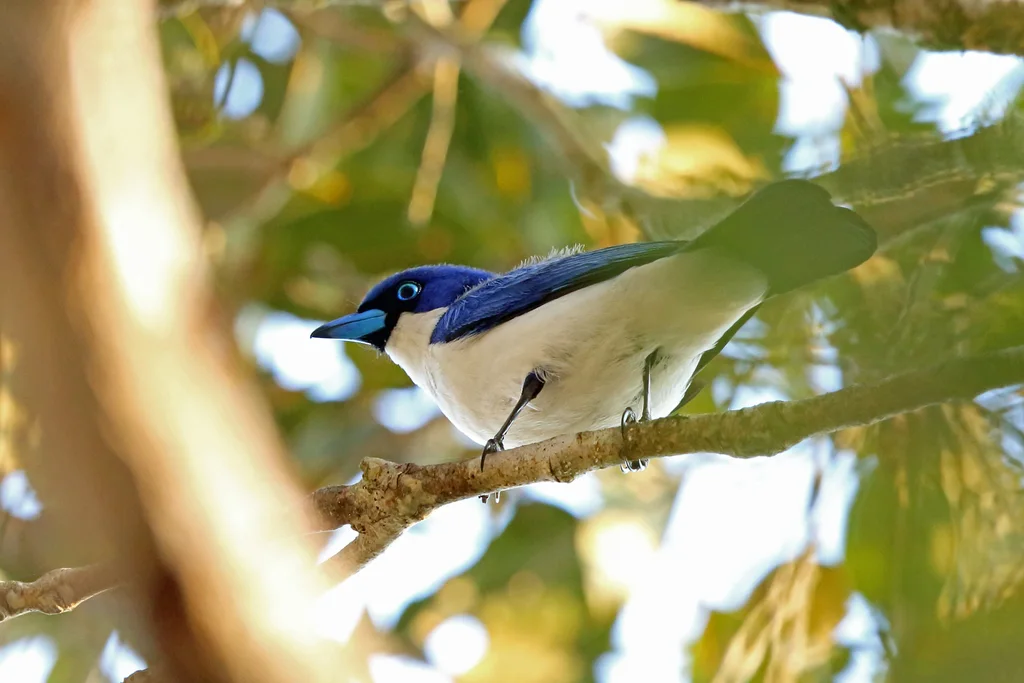 蓝钩嘴鵙(Cyanolanius madagascarinus)