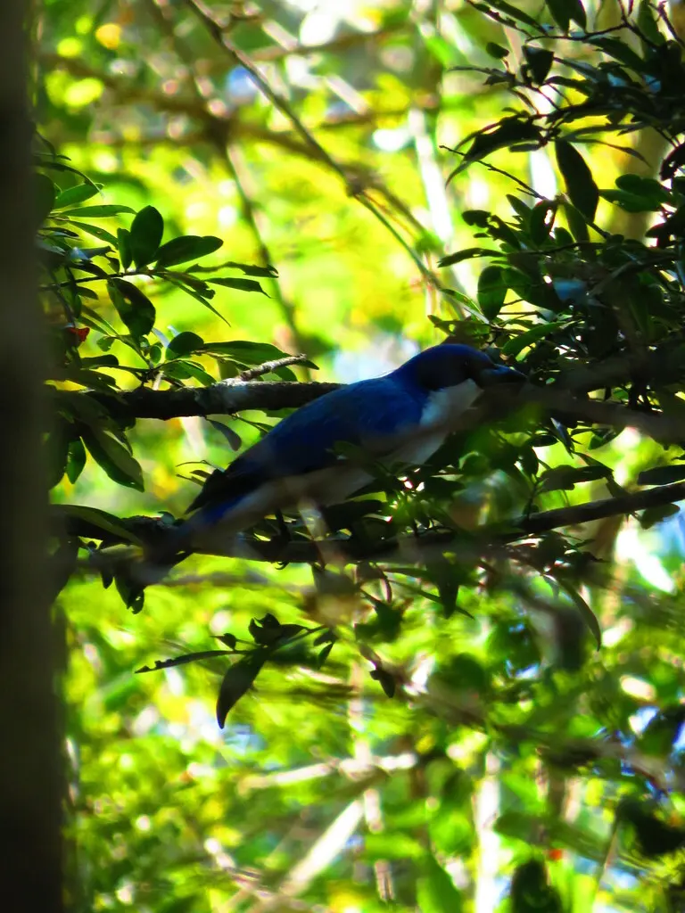 蓝钩嘴鵙(Cyanolanius madagascarinus)