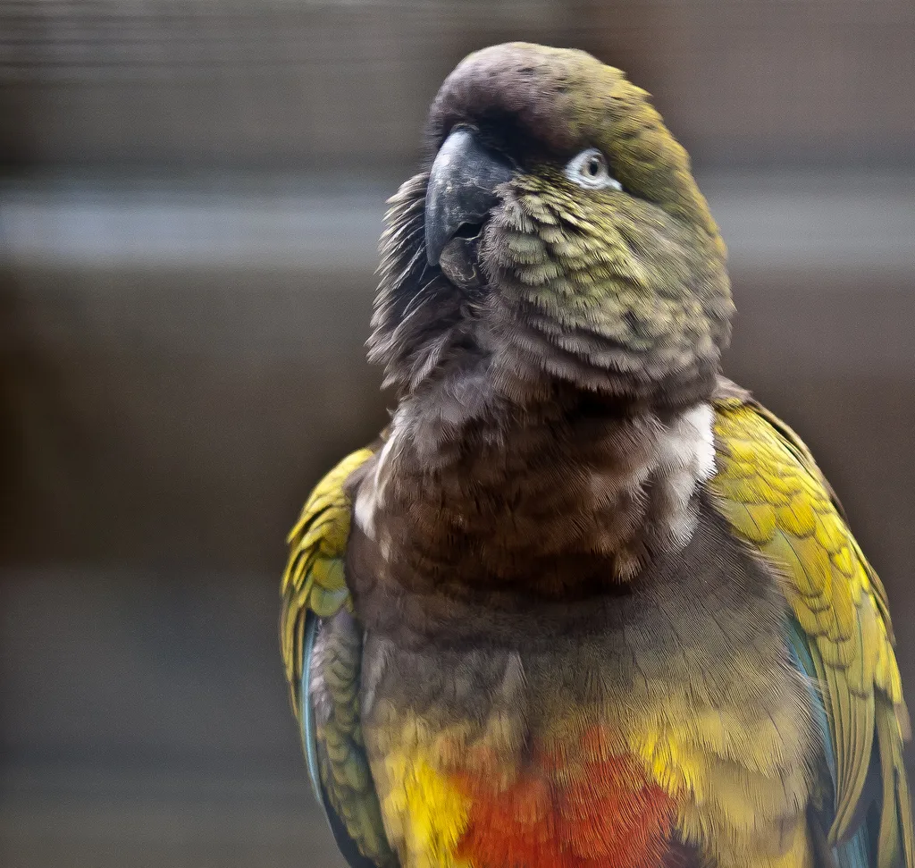 穴鹦哥(Cyanoliseus patagonus)
