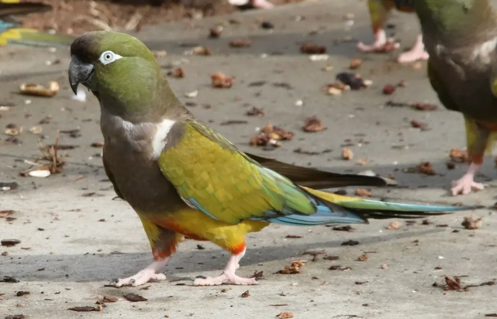 穴鹦哥(Cyanoliseus patagonus)