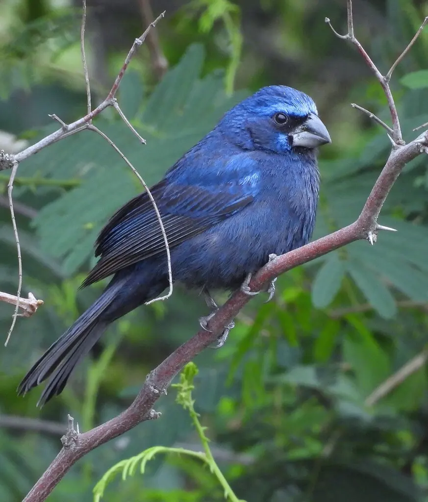 青彩鹀(Cyanoloxia brissonii)