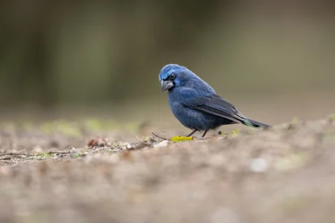 青彩鹀
