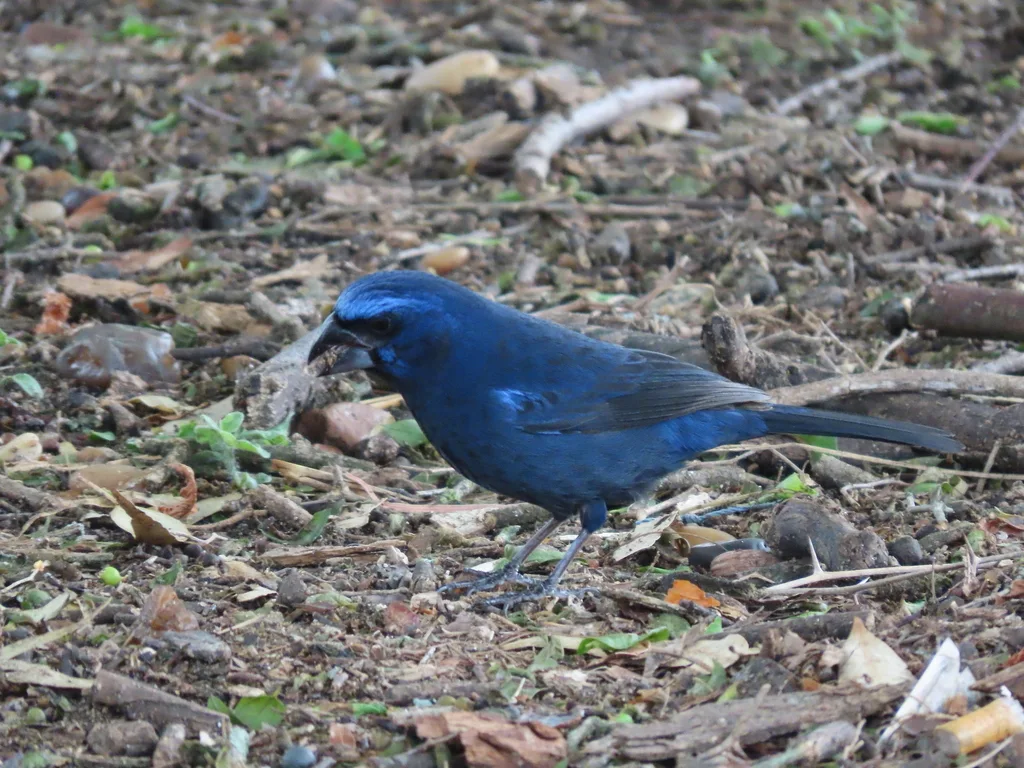 青彩鹀(Cyanoloxia brissonii)