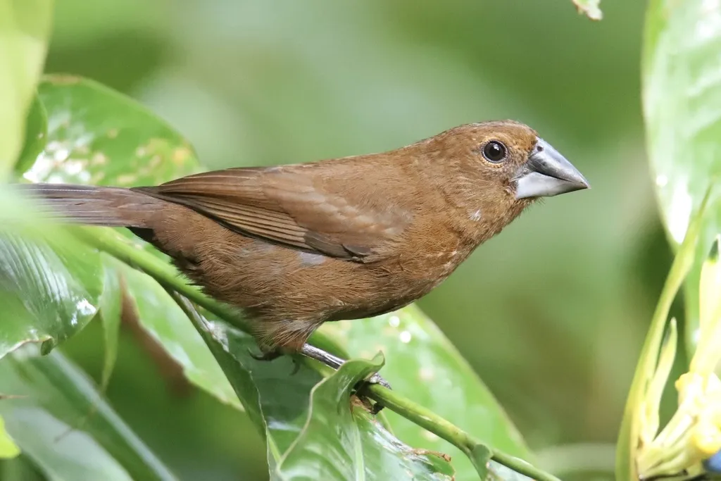 蓝黑彩鹀(Cyanoloxia cyanoides)