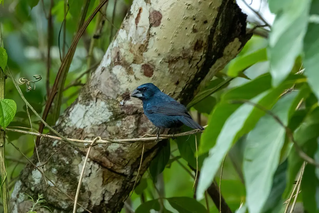 亚马孙彩鹀（Cyanoloxia rothschildii）