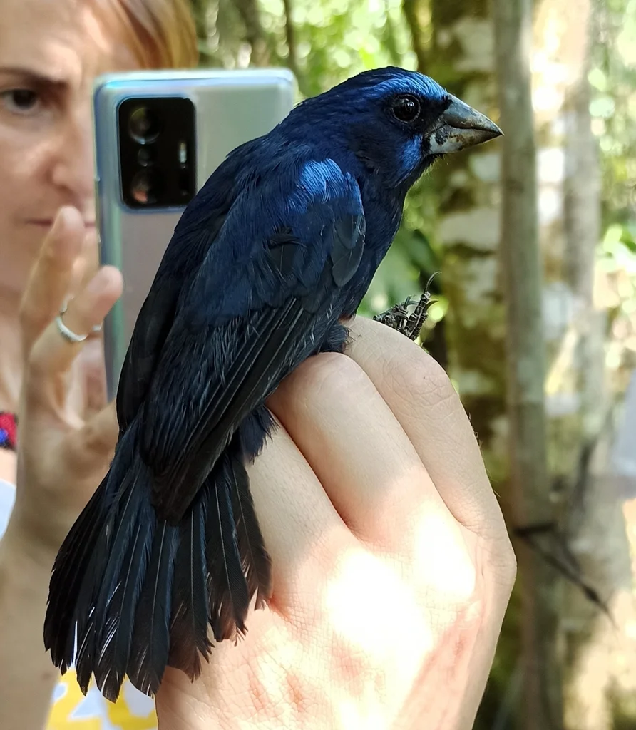亚马孙彩鹀（Cyanoloxia rothschildii）