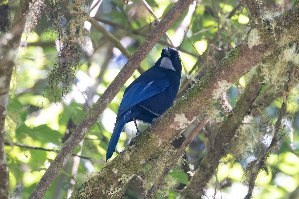 银喉蓝头鹊(Cyanolyca argentigula)