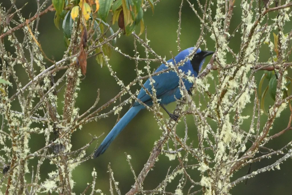 黑领蓝头鹊(Cyanolyca armillata)