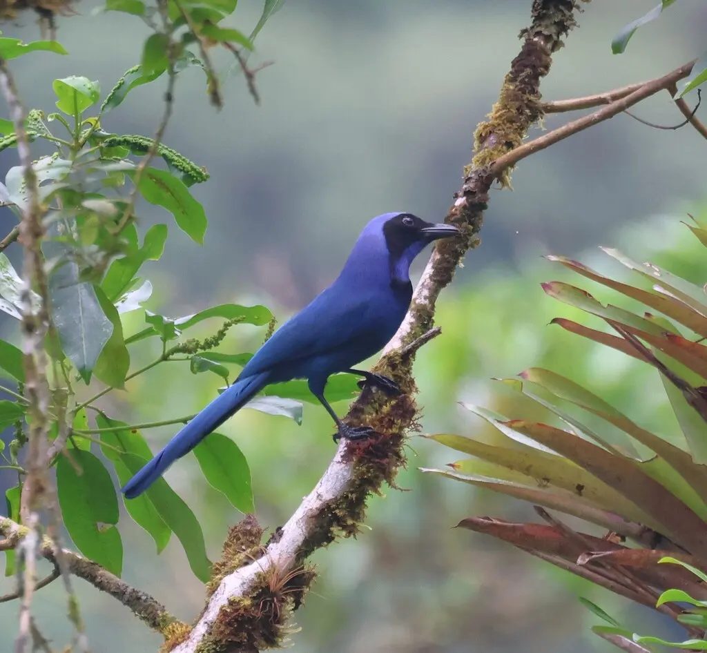 黑领蓝头鹊(Cyanolyca armillata)