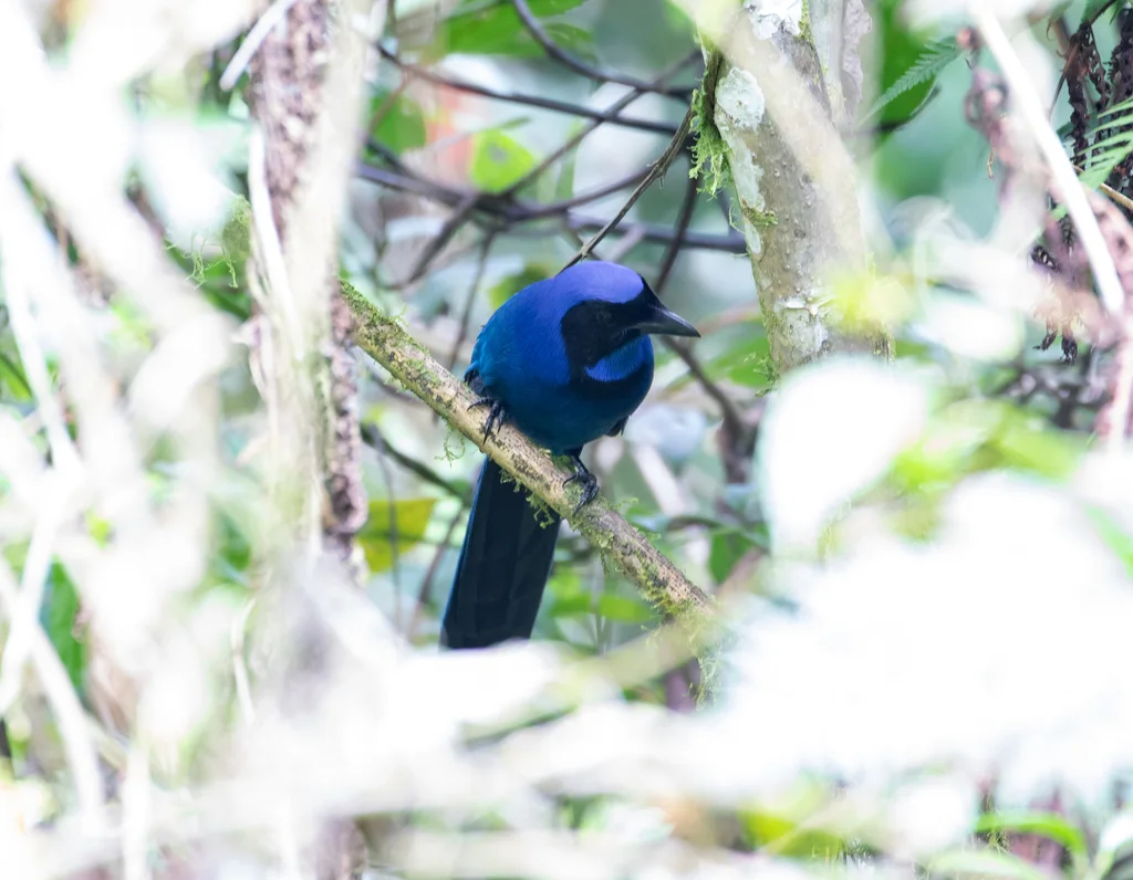黑领蓝头鹊(Cyanolyca armillata)