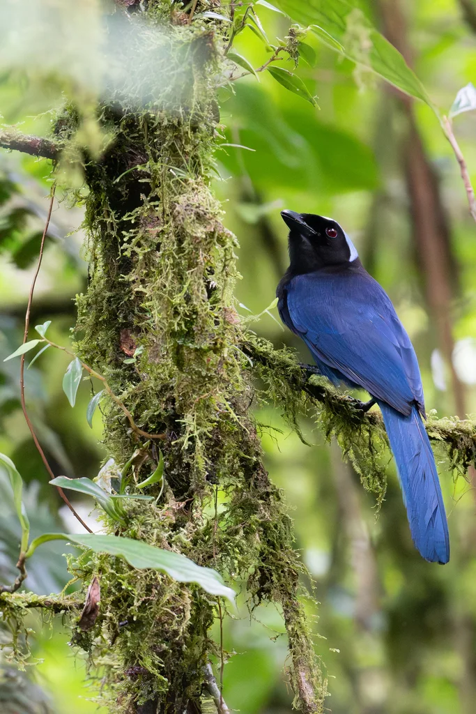 青蓝头鹊(Cyanolyca cucullata)
