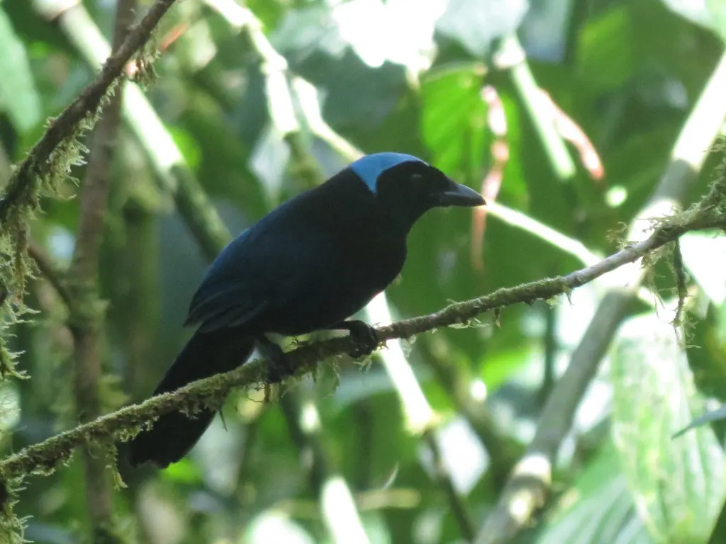 青蓝头鹊(Cyanolyca cucullata)