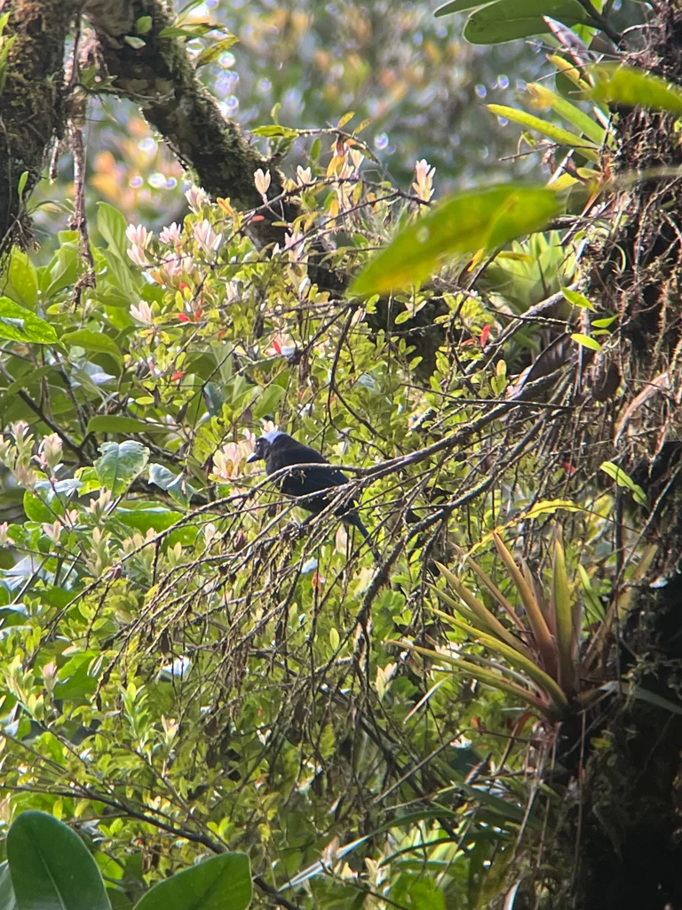 青蓝头鹊(Cyanolyca cucullata)