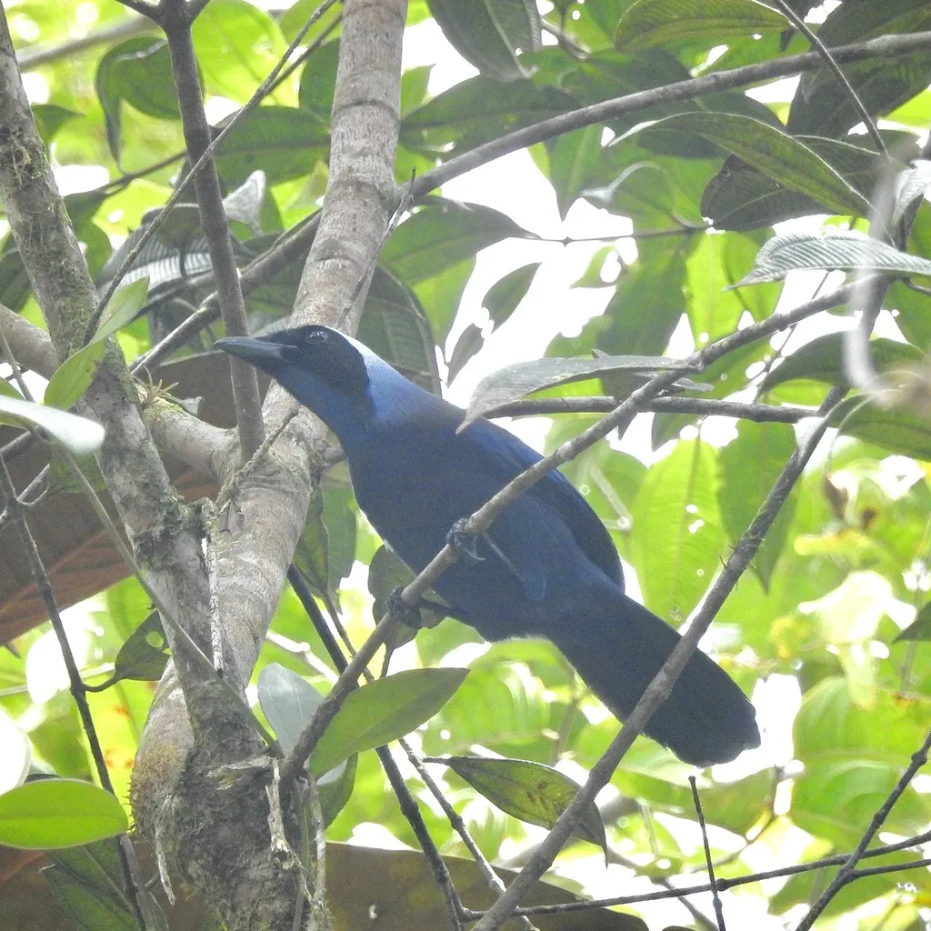 丽蓝头鹊(Cyanolyca pulchra)