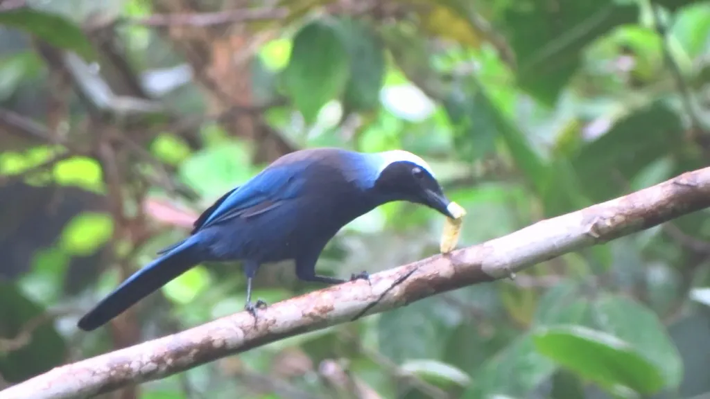 丽蓝头鹊(Cyanolyca pulchra)
