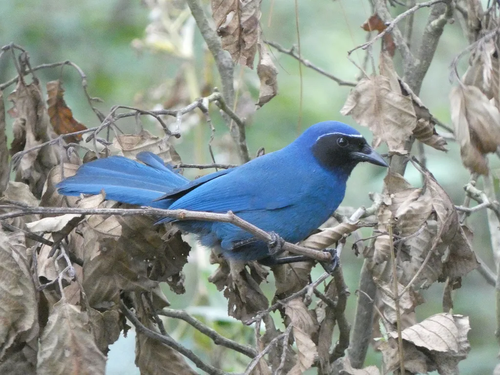 黑喉蓝头鹊(Cyanolyca pumilo)