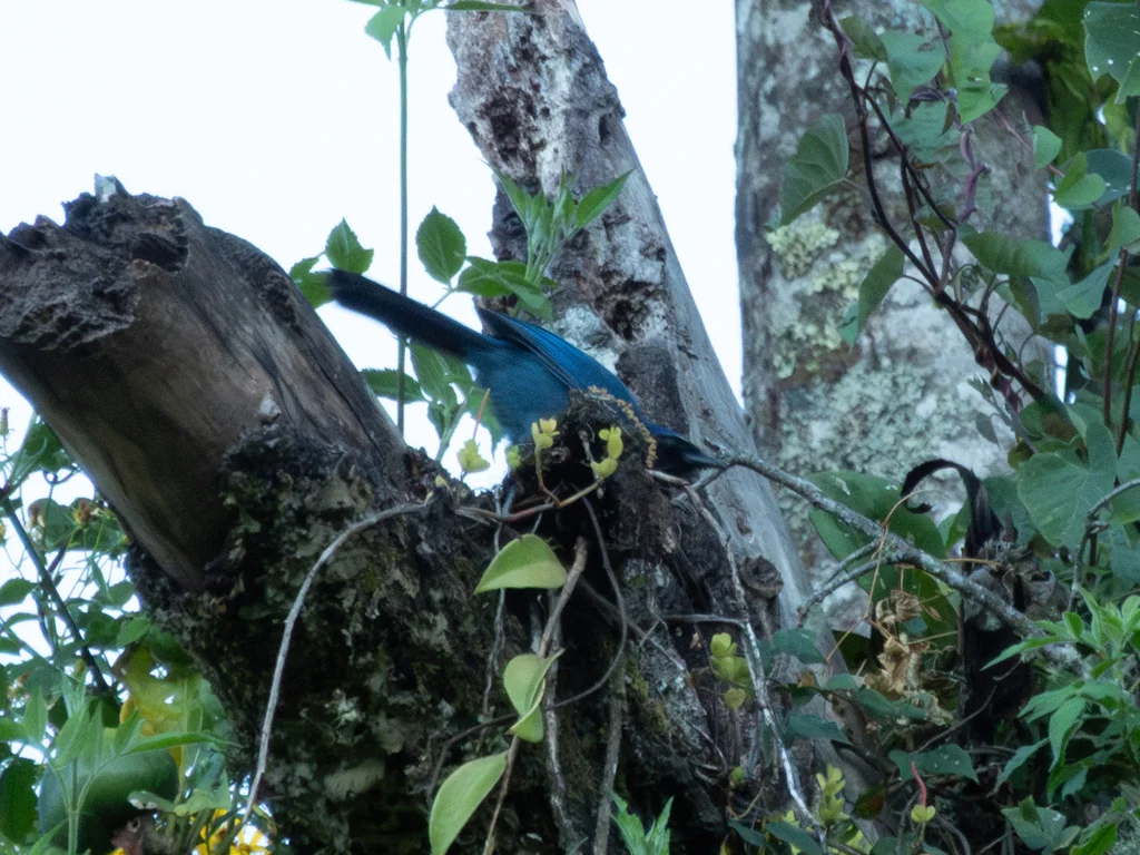 黑喉蓝头鹊(Cyanolyca pumilo)