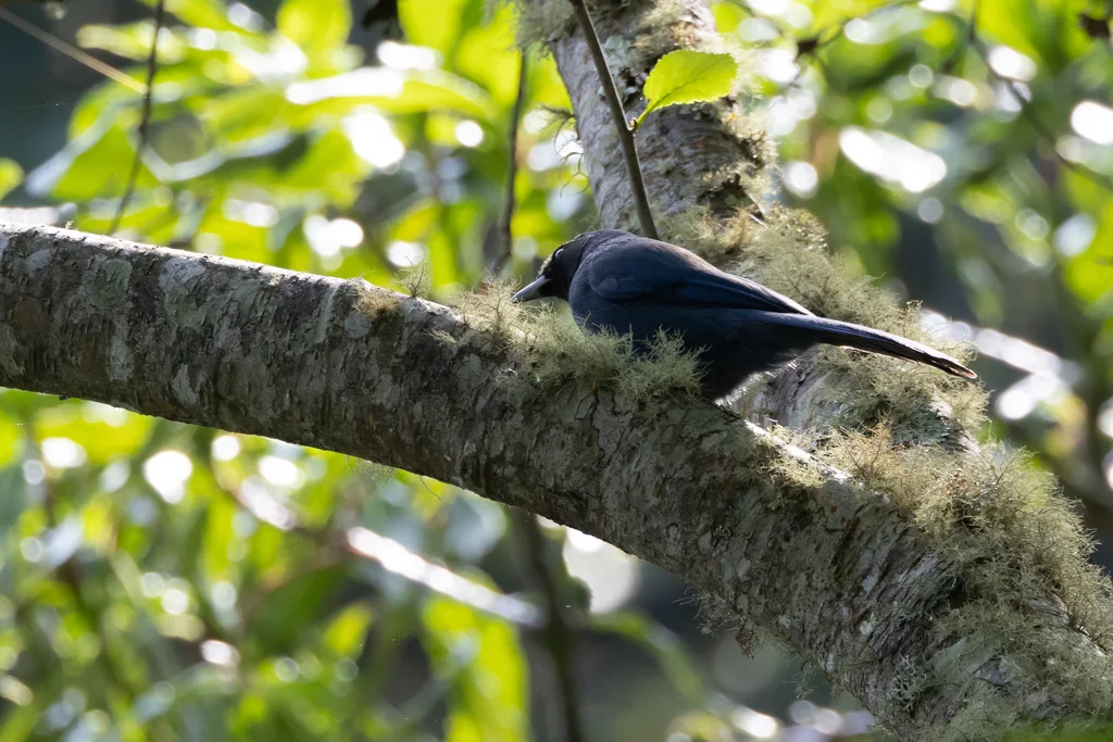 黑喉蓝头鹊(Cyanolyca pumilo)