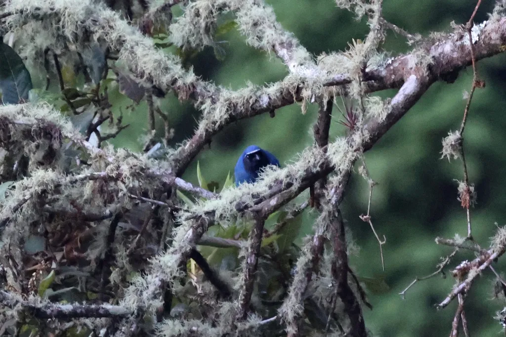 黑喉蓝头鹊(Cyanolyca pumilo)