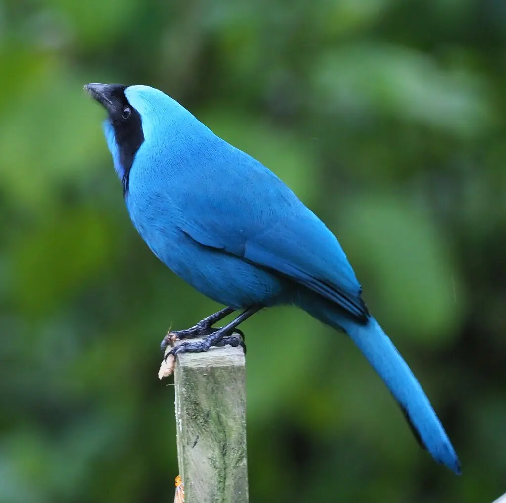 青绿蓝头鹊(Cyanolyca turcosa)