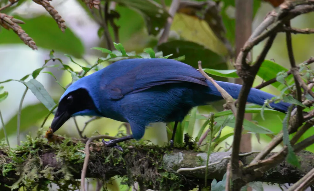 青绿蓝头鹊(Cyanolyca turcosa)