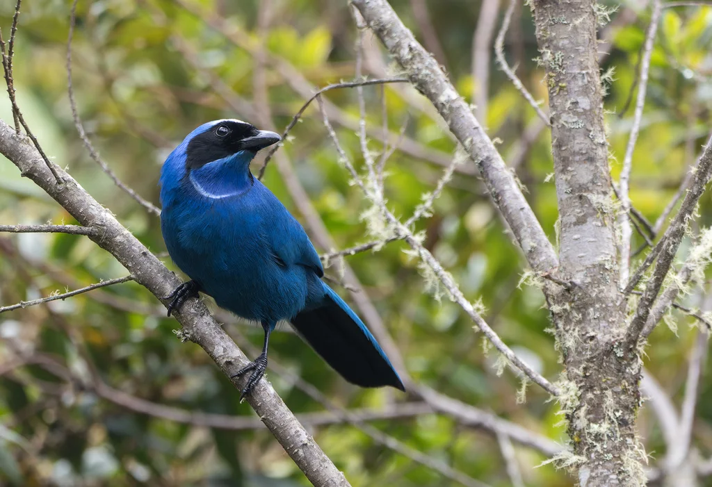 白领蓝头鹊(Cyanolyca viridicyanus)