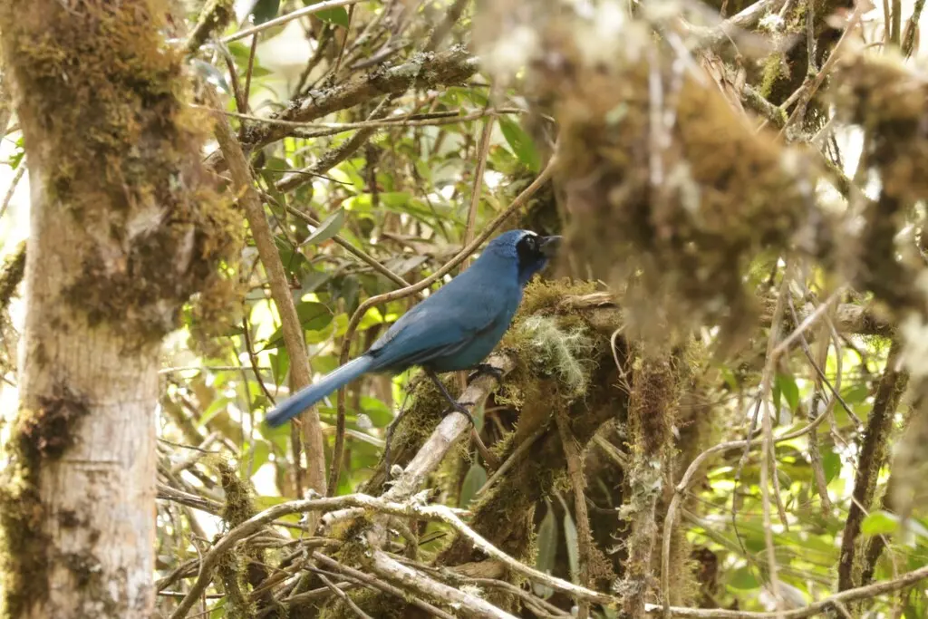 白领蓝头鹊(Cyanolyca viridicyanus)