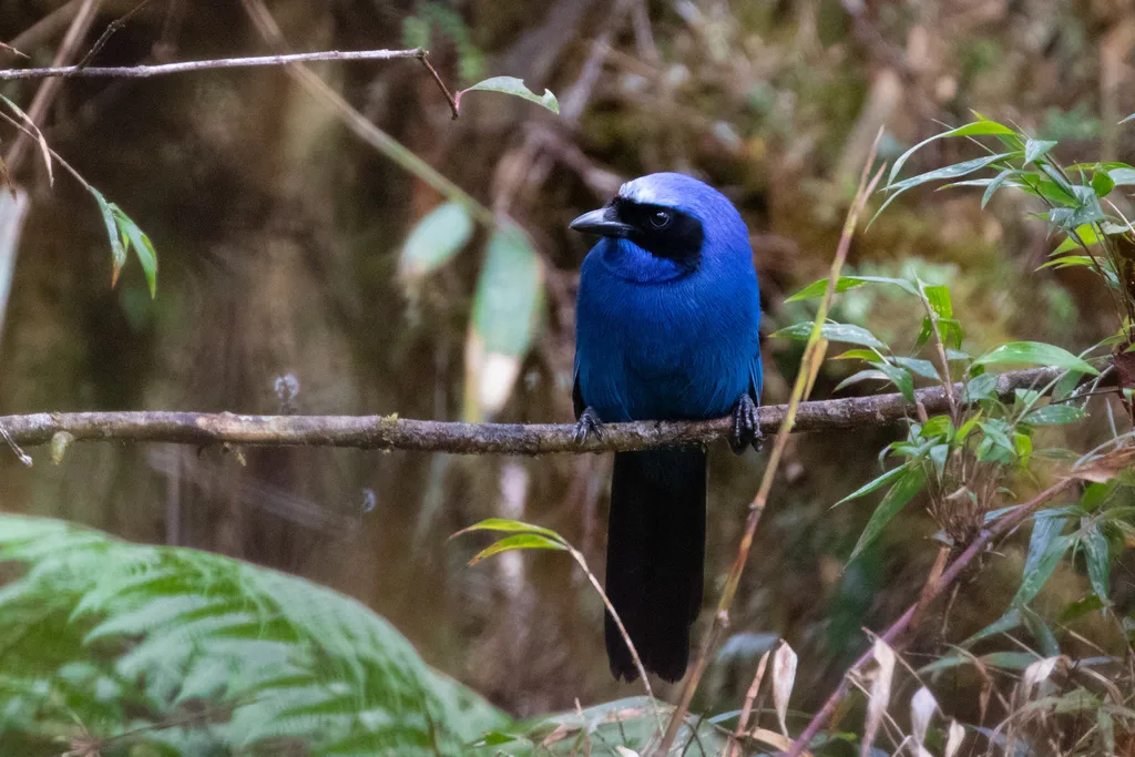 白领蓝头鹊(Cyanolyca viridicyanus)
