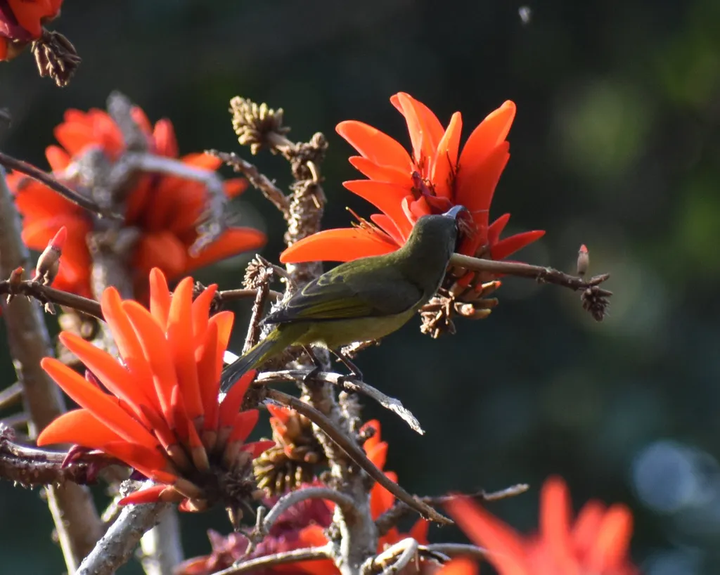 绿花蜜鸟(Cyanomitra olivacea)