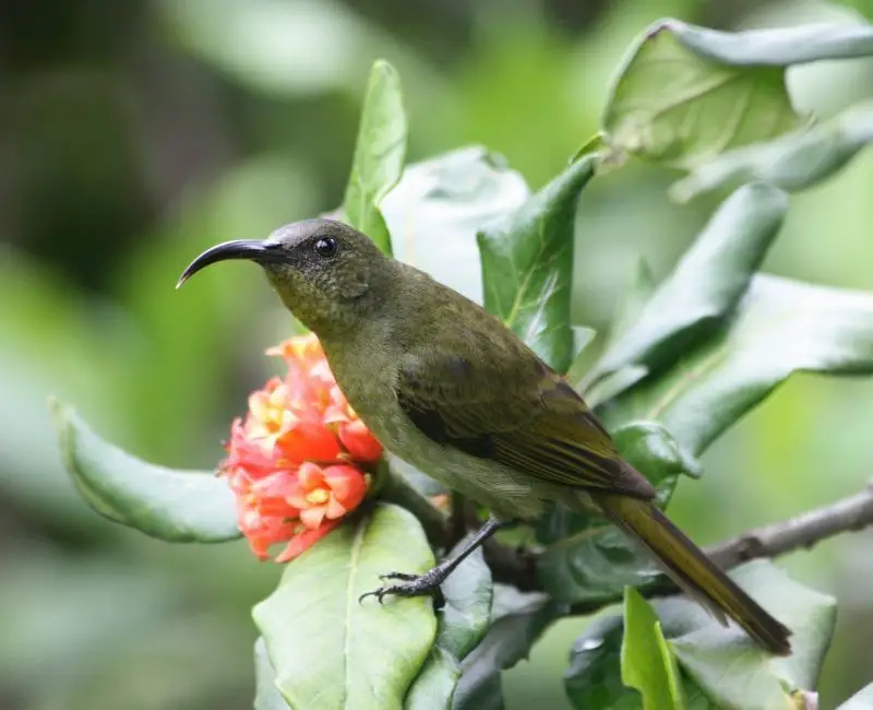 绿花蜜鸟(Cyanomitra olivacea)
