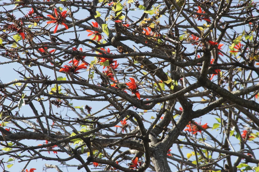 绿花蜜鸟(Cyanomitra olivacea)