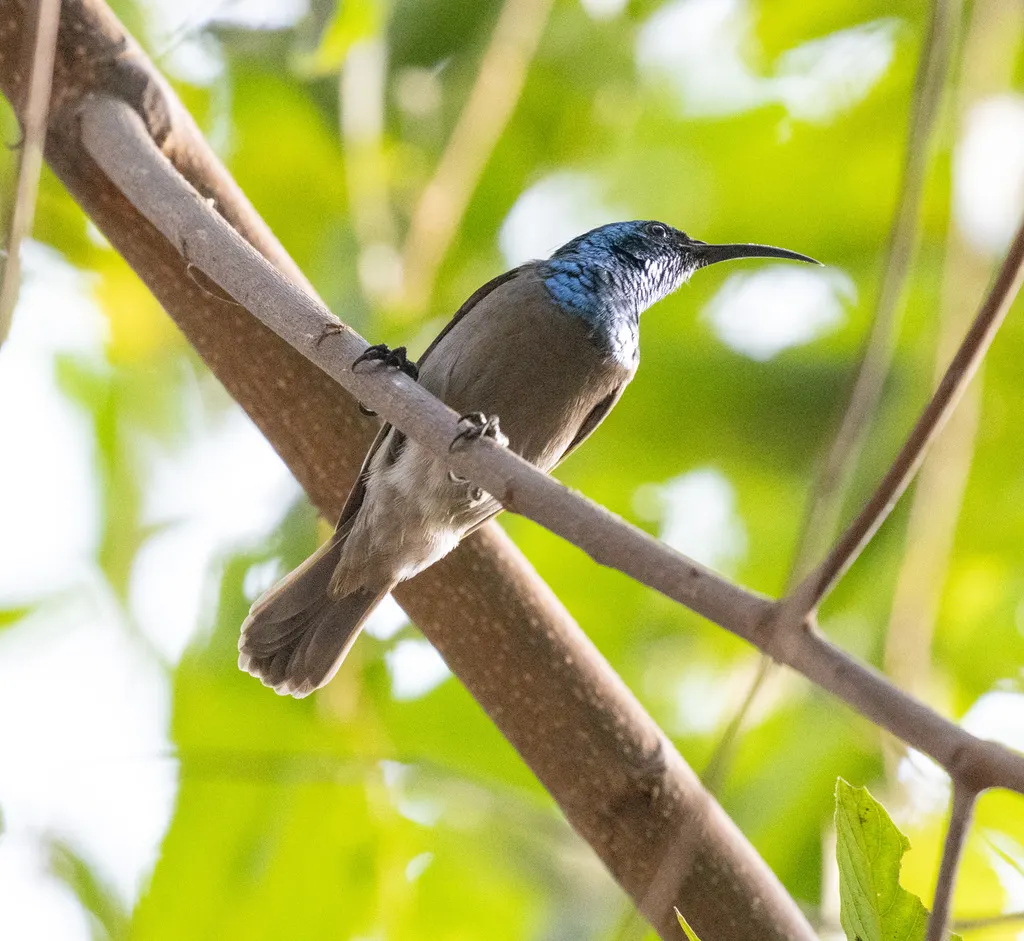 绿头花蜜鸟(Cyanomitra verticalis)