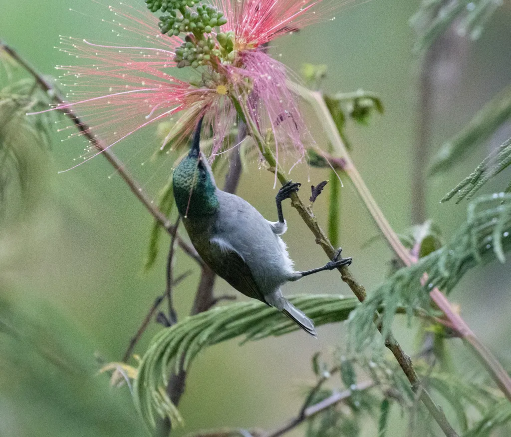 绿头花蜜鸟(Cyanomitra verticalis)