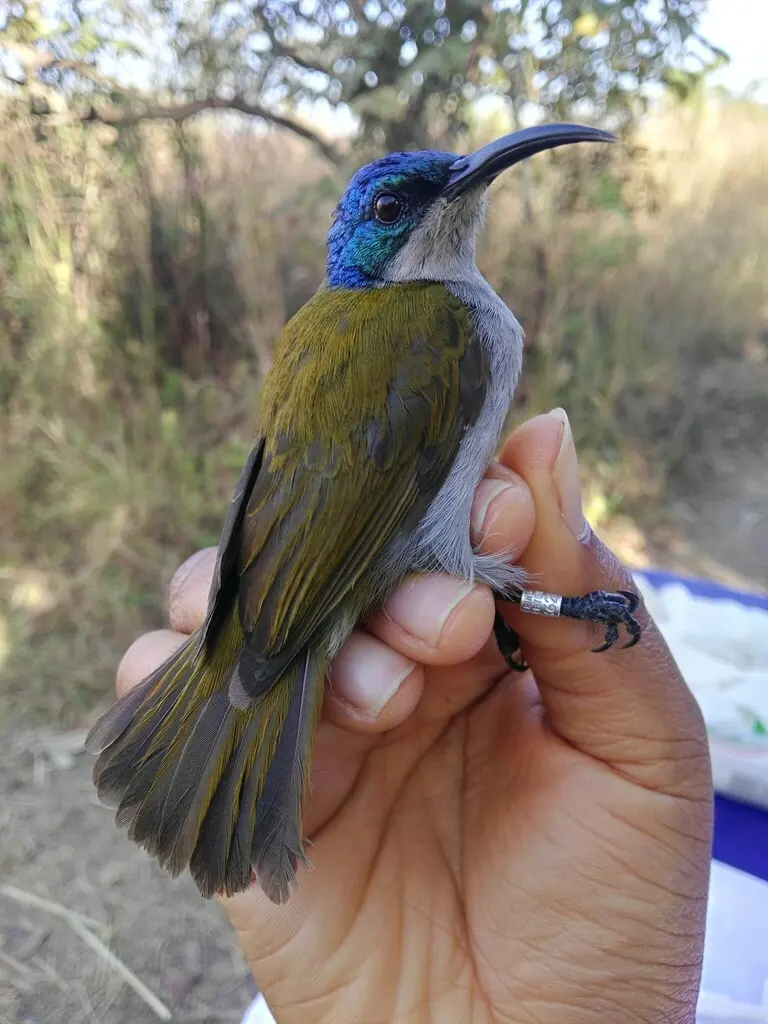 绿头花蜜鸟(Cyanomitra verticalis)