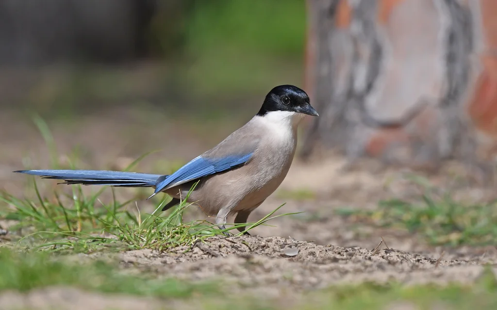 蓝尾灰喜鹊(Cyanopica cooki)