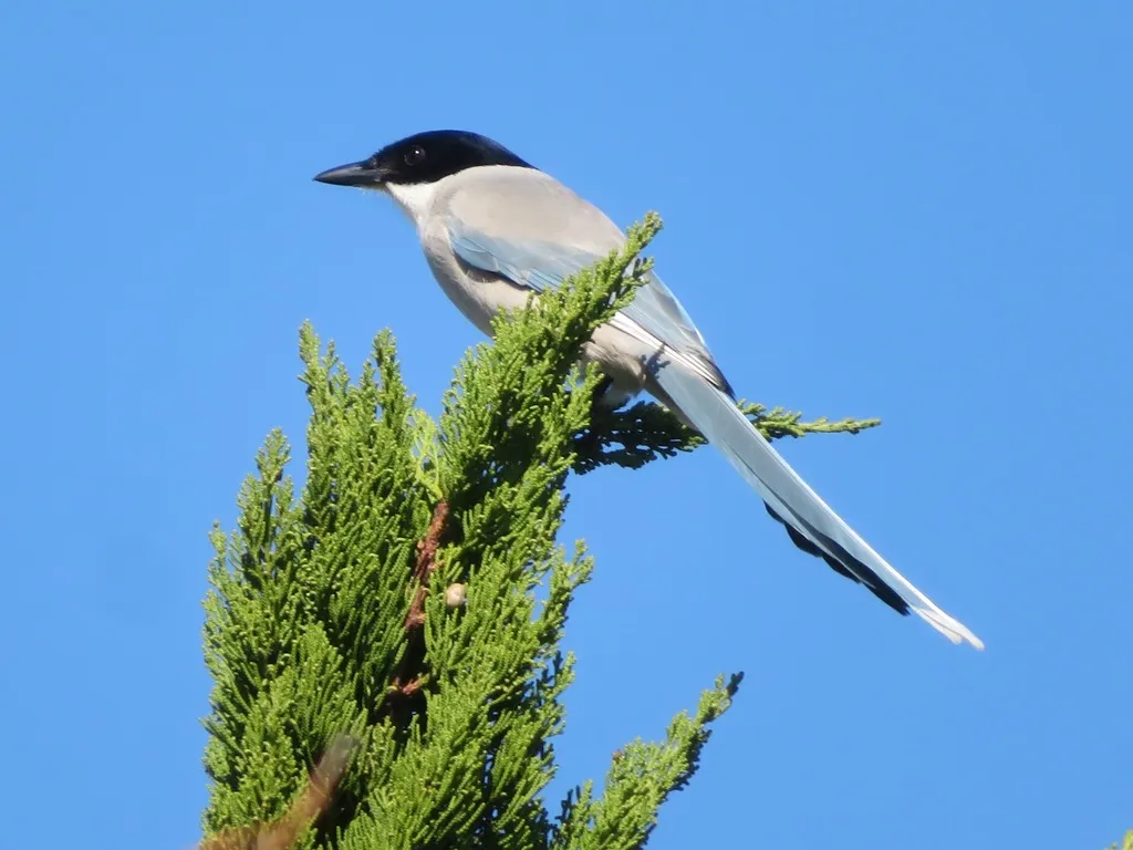 灰喜鹊(Cyanopica cyanus)