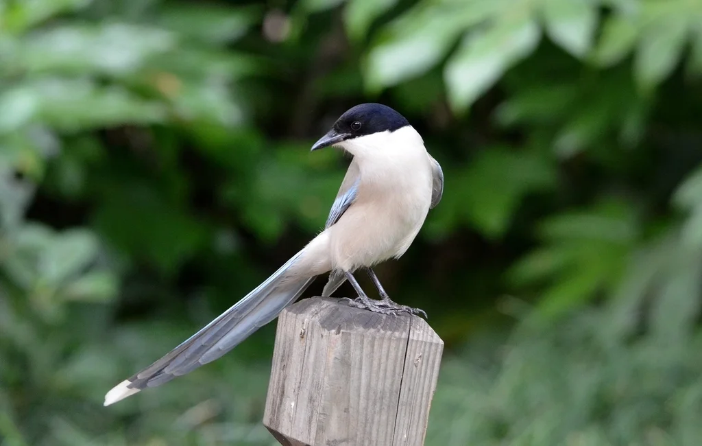 灰喜鹊(Cyanopica cyanus)