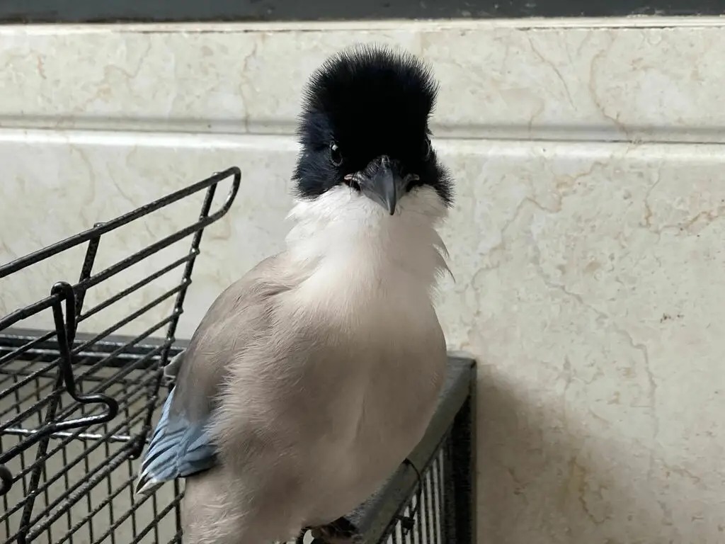 灰喜鹊(Cyanopica cyanus)