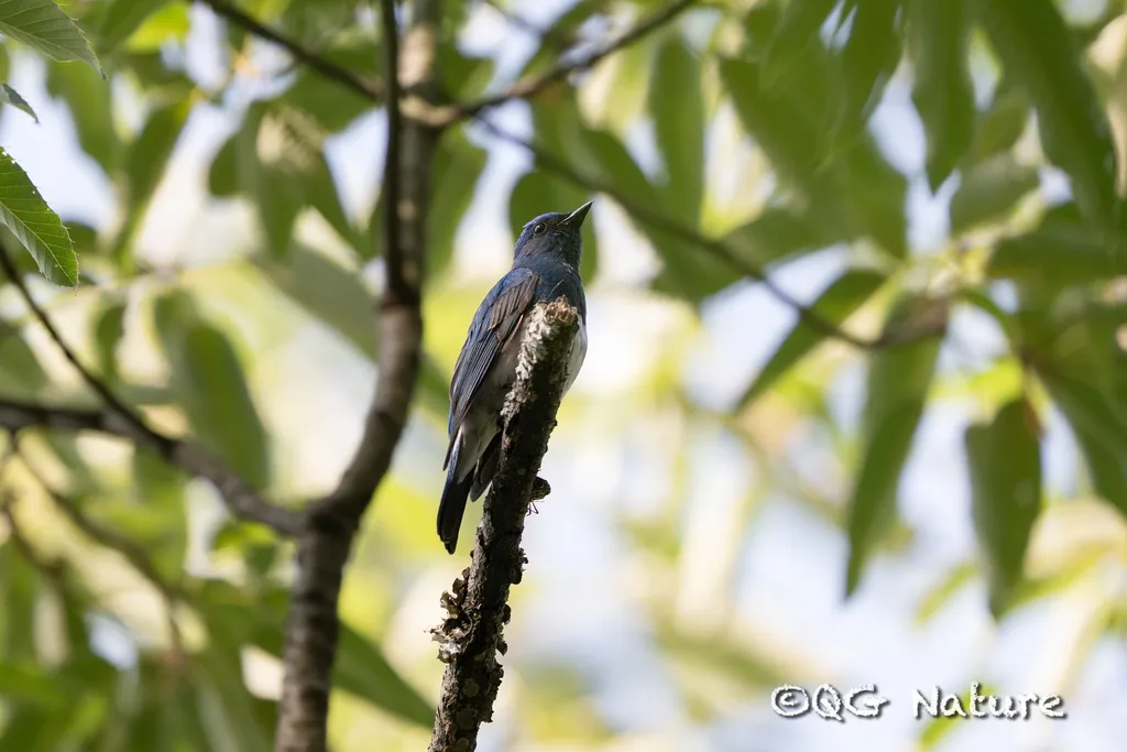琉璃蓝鹟(Cyanoptila cumatilis)