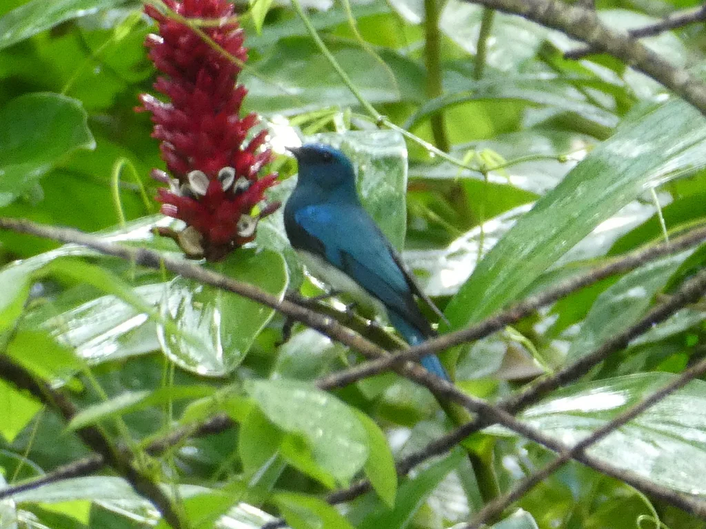 琉璃蓝鹟(Cyanoptila cumatilis)