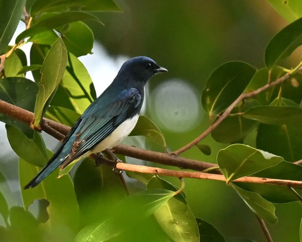 白腹蓝鹟(Cyanoptila cyanomelana)