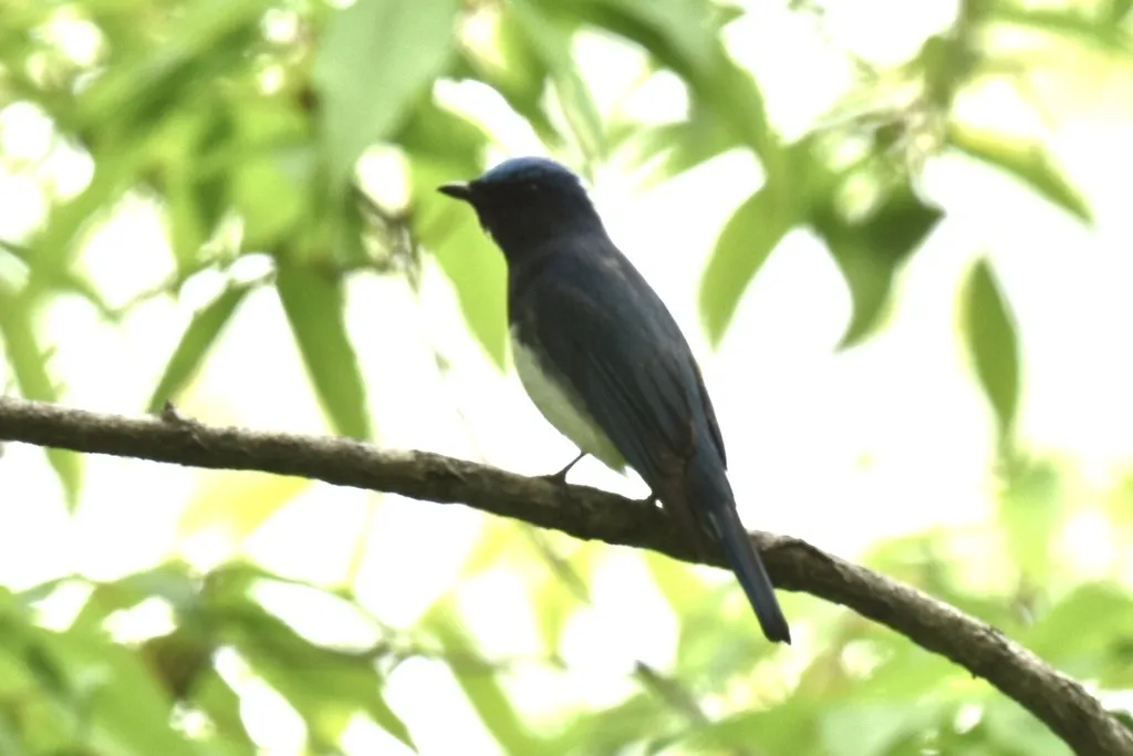 白腹蓝鹟(Cyanoptila cyanomelana)