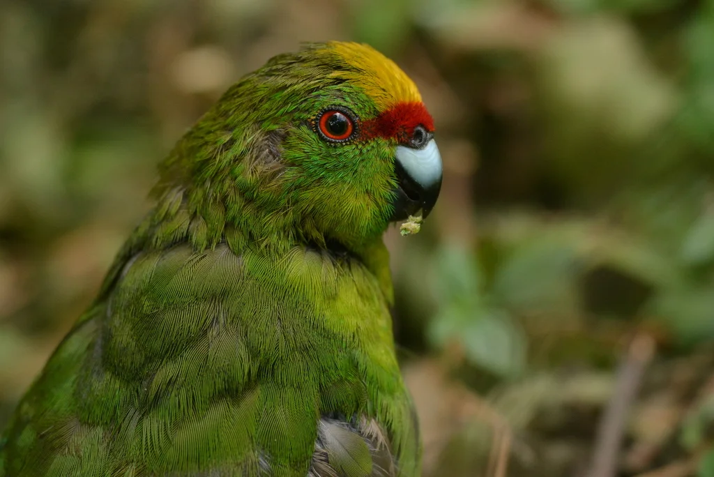 黄额鹦鹉（Cyanoramphus auriceps）