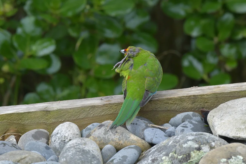 黄额鹦鹉（Cyanoramphus auriceps）