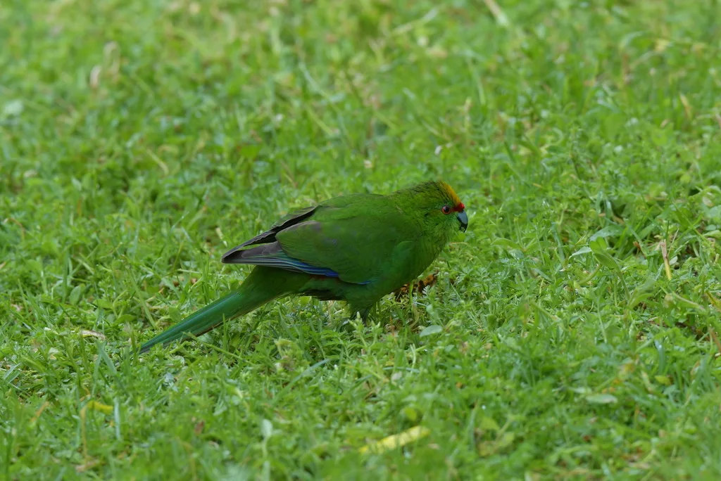 黄额鹦鹉（Cyanoramphus auriceps）