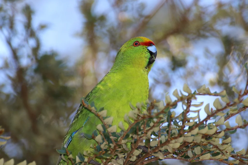 黄额鹦鹉（Cyanoramphus auriceps）